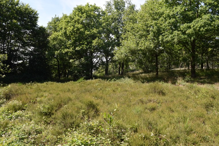 Les landes d'Ombret