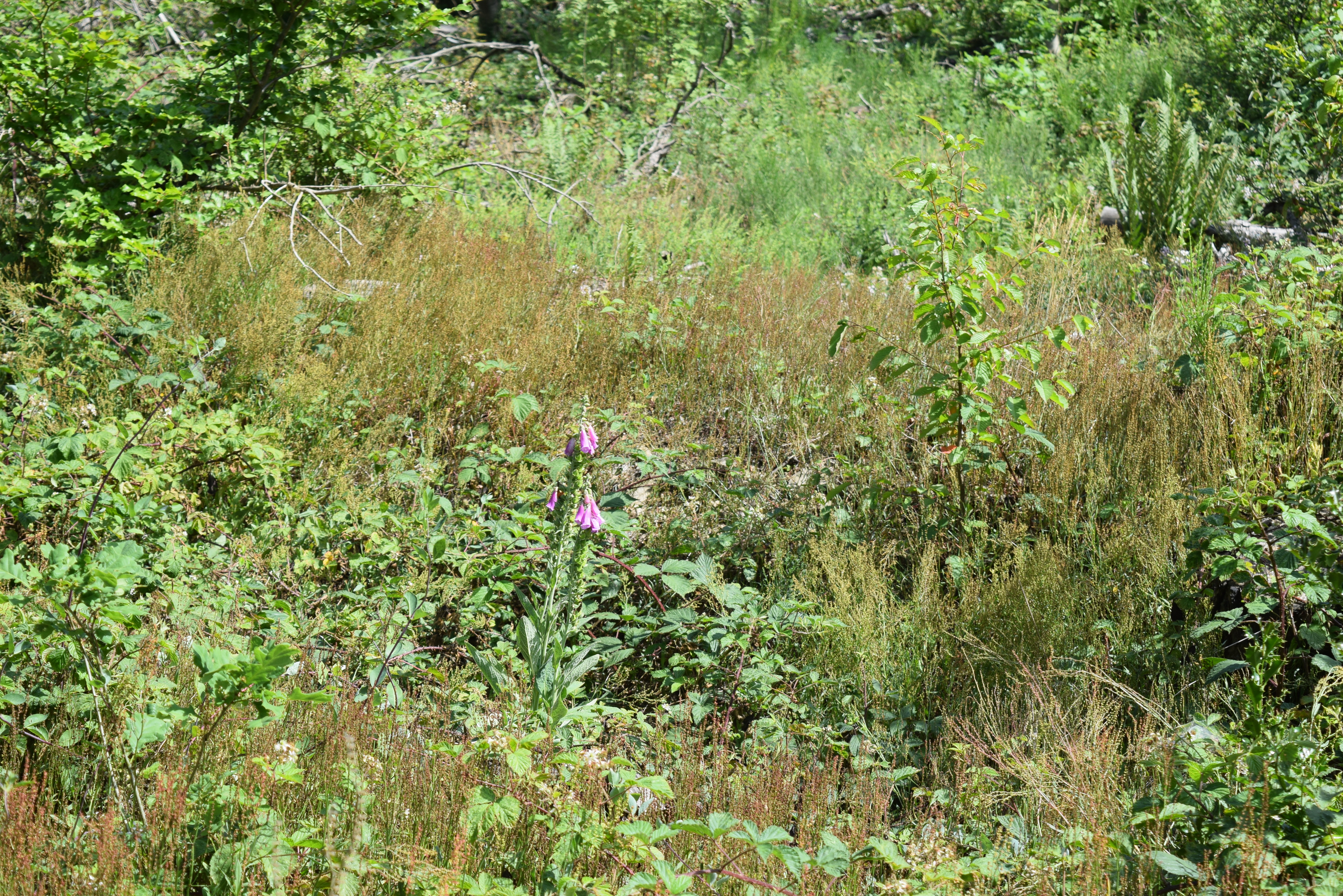 La bruyère sèche
